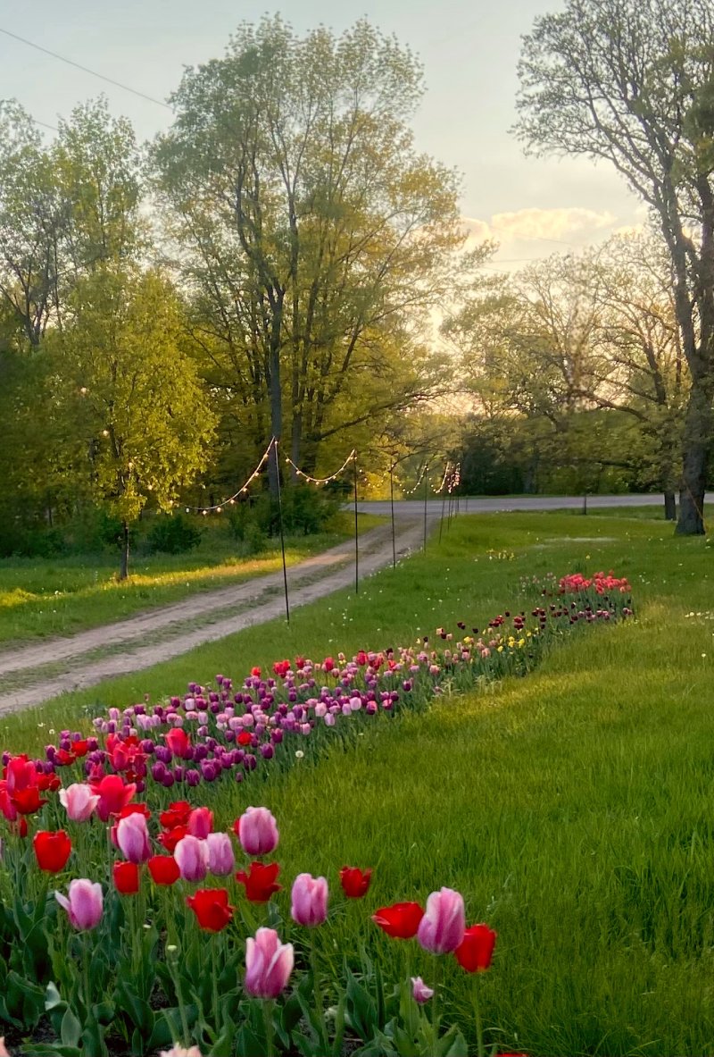 Lush outdoor garden at Norse Flora event venue